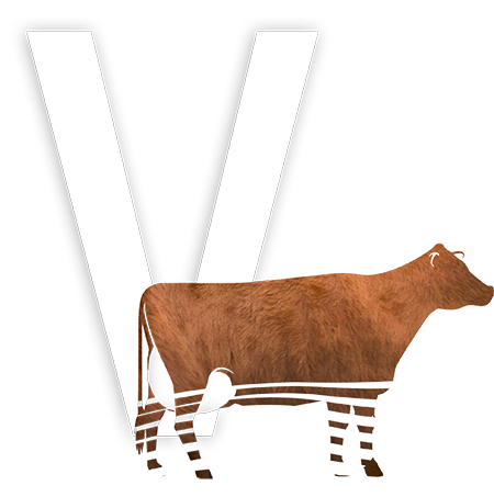 Lettrine - V pour Vache
